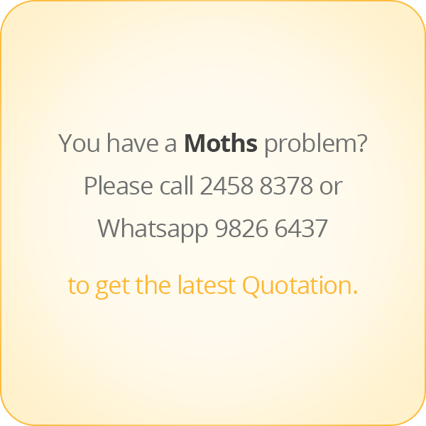 本頁圖片/檔案 - message-eng-moths