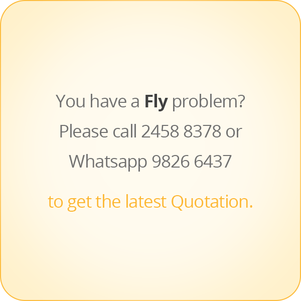 本頁圖片/檔案 - message-eng-Fly-problem