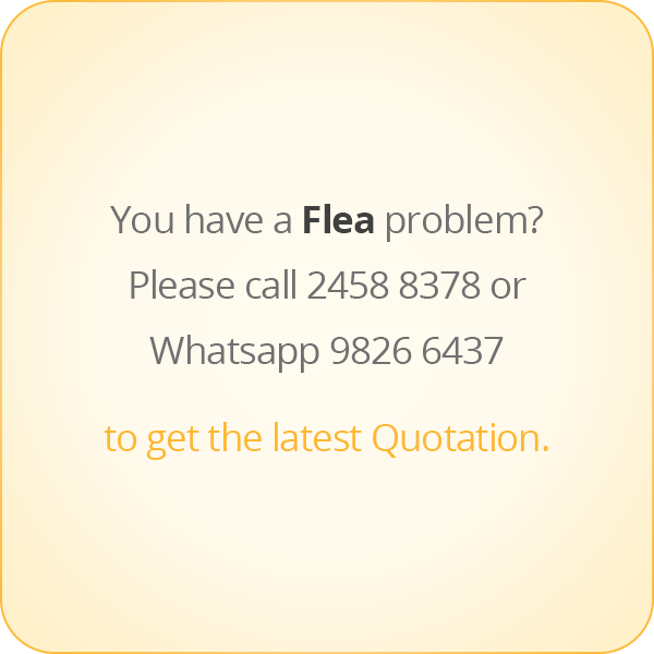 本頁圖片/檔案 - message-eng-Flea