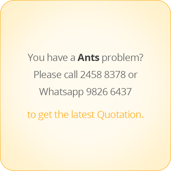 本頁圖片/檔案 - message-eng-Ant