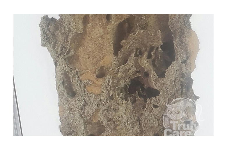 Formoson Termite Damage