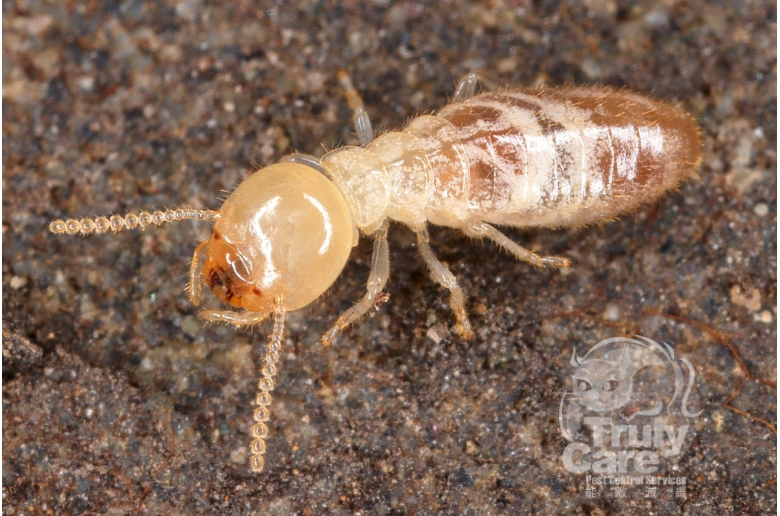 1280px-Isoptera