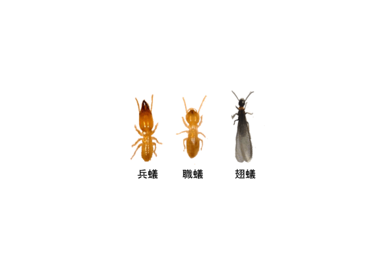 shiroari_yamato-300x226