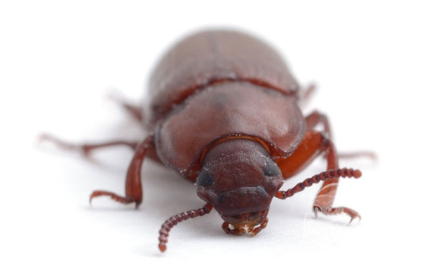 red-flour-beetle_688x420
