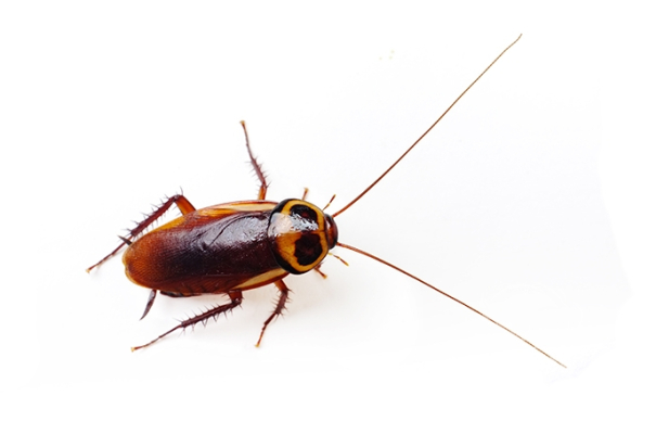 Australian Roach