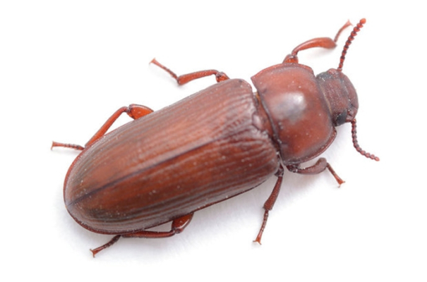 red-flour-beetle1_688x420